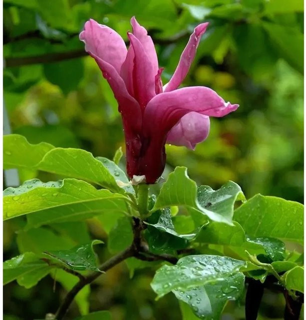 Magnolia Pink Pyramid Zierstrauch von Die Nr-01.de in Pink - Bild 1