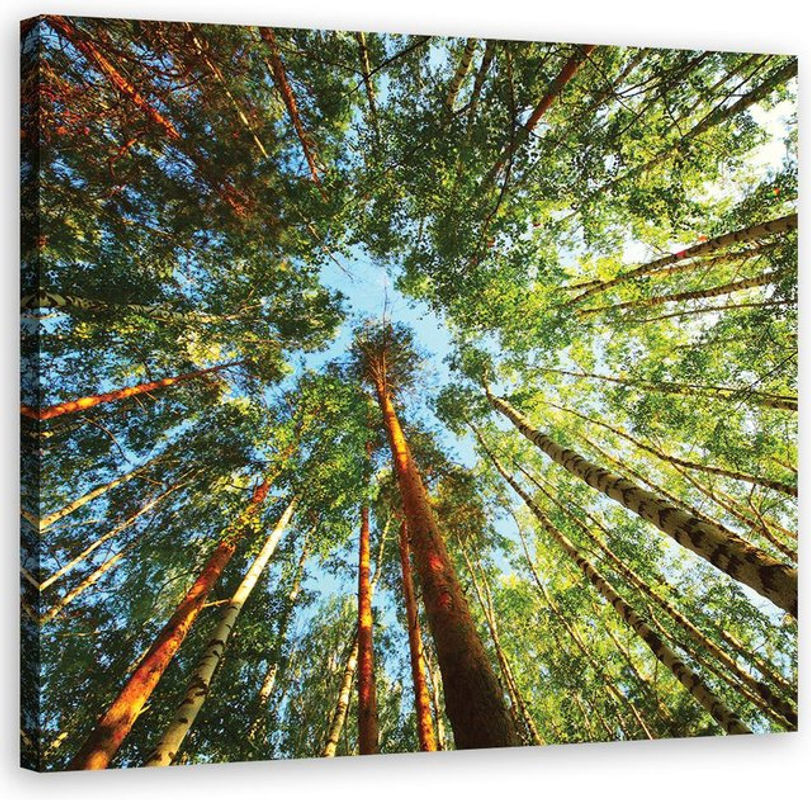 Feeby Leinwandbild Grüner Wald mit Bäumen, quadratische Landschaftsdekoration in Grün, B/H: 30 x 30 cm - Bild 1