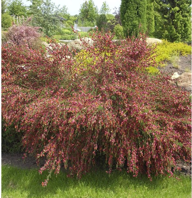 Edelginster Lena Cytisus scoparius gelborange Höhe: 60-80 cm - Bild 1