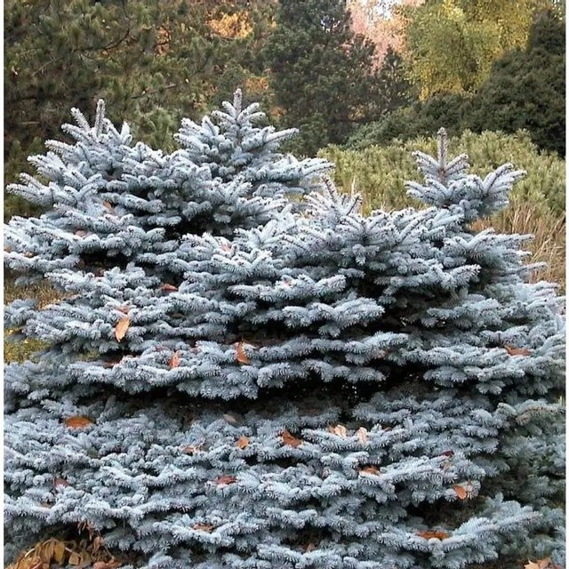 Zwergblaufichte Picea pungens in Blau von Nr-01.de, Höhe: 60-80 cm - Bild 1