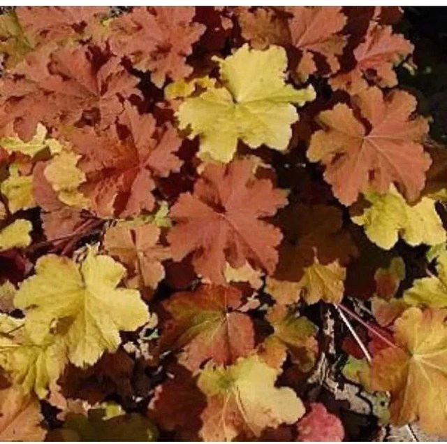 Heuchera villosa Purpurglöckchen Caramel als mehrjährige Gartenpflanze und Bodendecker von Nr-01.de - Bild 1