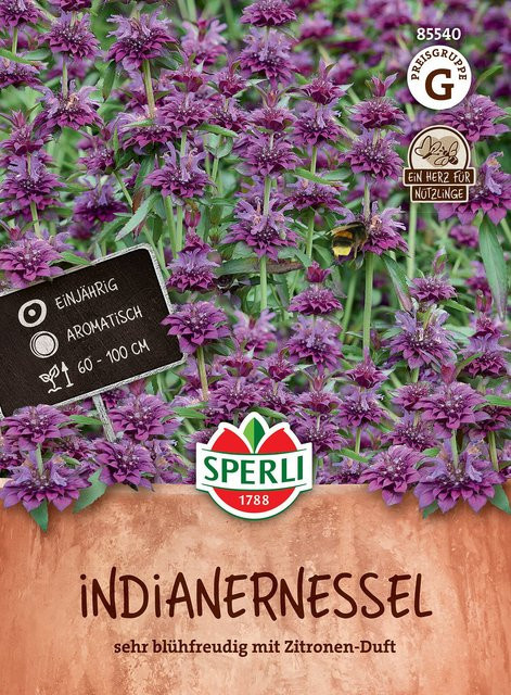 SPERLI Indianernessel-Samen in Violett - Bild 1
