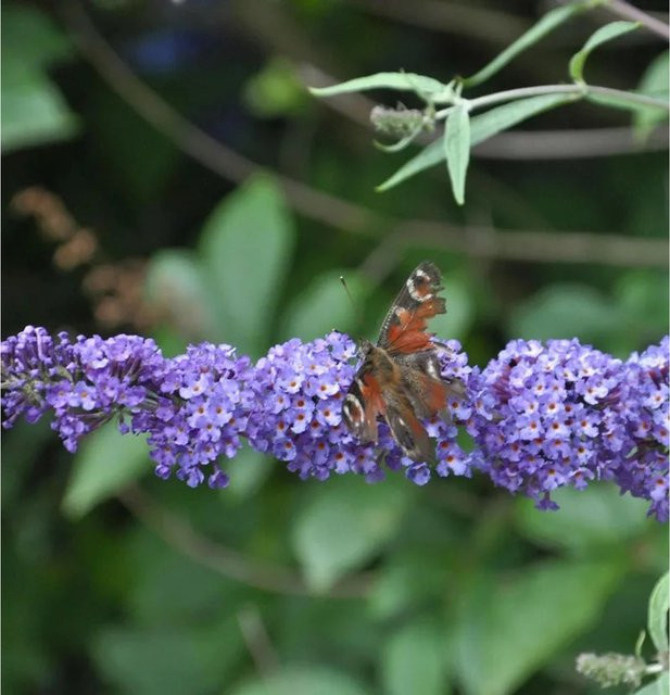 Buddleja Schmetterlingsflieder Summer Bird Blue Zierstrauch in Blau - Bild 1