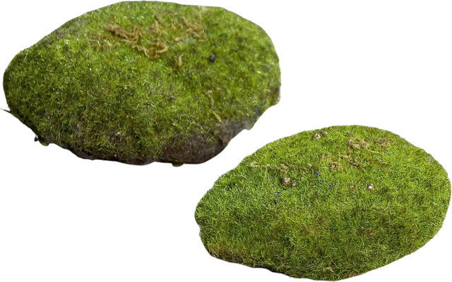Aplanta Moosschwamm Nanni Höhe: 13 cm - Bild 1