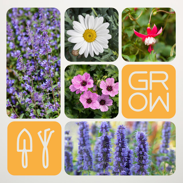 BLUME2000 BIO Blühwunder Set aus pflegeleichten Stauden für Garten, Beete und Kübel, 6 Stück - Bild 1