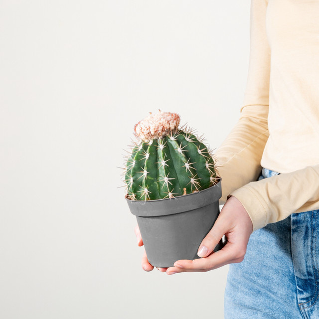 Melocactus Melonenkaktus Ruestii von BLUME2000, grüne Sukkulente als Zimmerpflanze - Bild 1