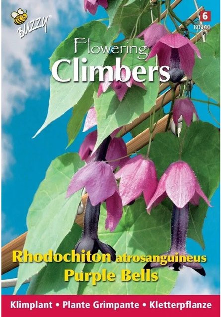 Arborix Rhodochiton Purple Bells Kletterpflanze Samen für den Garten, 10 Stück - Bild 1