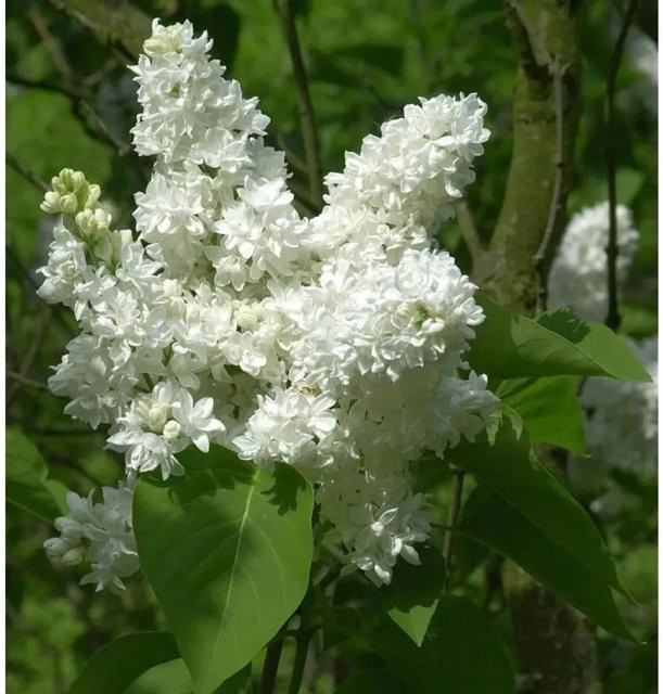 Edelflieder Madame Lemoine Syringa vulgaris als Hochstamm von Nr-01.de, Farbe: Weiß - Bild 1