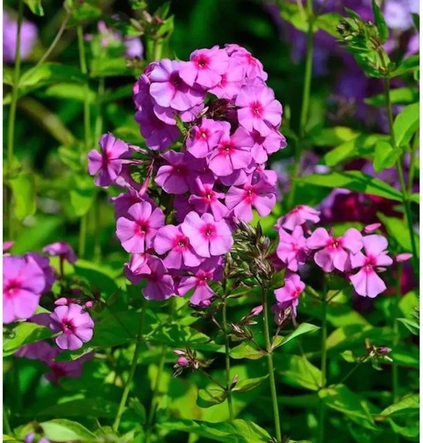 Hohe Flammenblume Dorffreude Phlox Paniculata pink Beetpflanze und Schnittblume von Nr-01.de - Bild 1