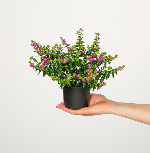 6er Set Cuphea hyssopifolia Rote Japanische Scheinmyrthe von BLUME2000 für Balkon und Beet - Bild 1