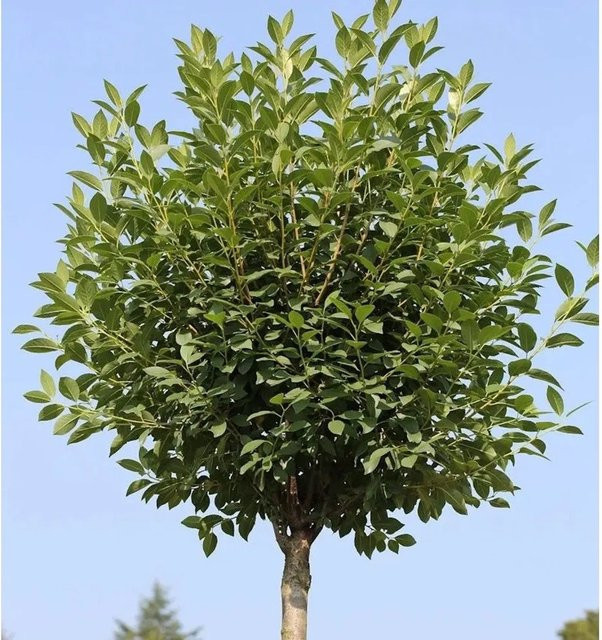 Steppenkirsche Globosa Prunus fruticosa Hochstamm von Nr-01.de, Höhe: 80-100 cm - Bild 1