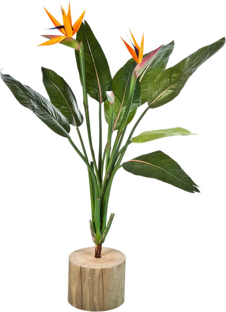 Künstliche Strelitzia Kali von Aplanta in Grün, Höhe: 100 cm - Bild 1