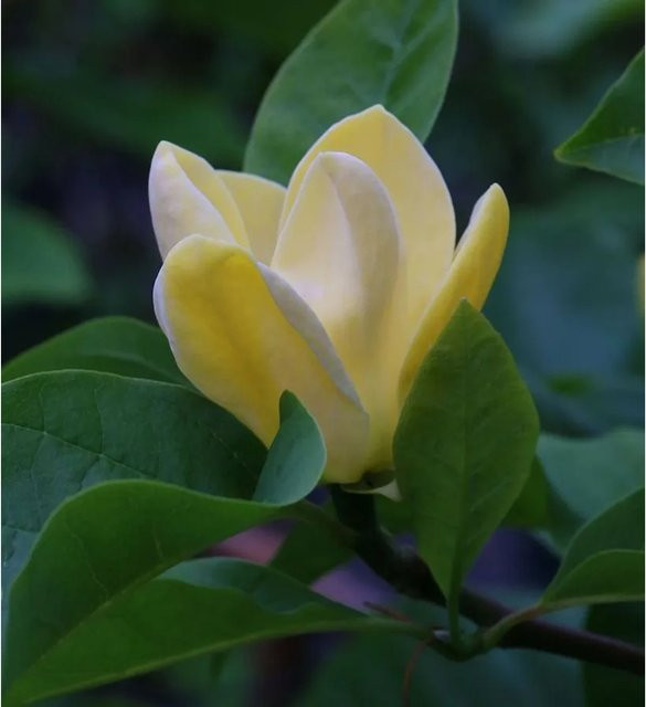 Magnolia acuminata Blue Opal Strauch in Gelb und Blau, Höhe: 125-150 cm - Bild 1