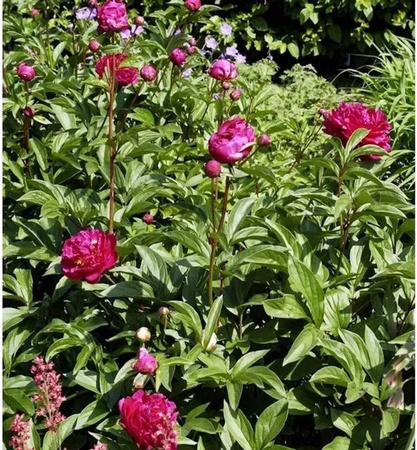 Edelpfingstrose Felix Crousse Paeonia actiflora in Pink als mehrjährige Gartenpflanze