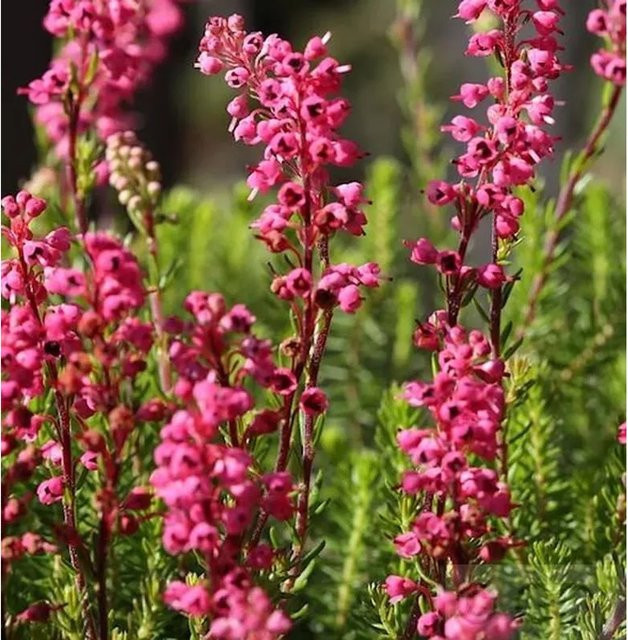 10x Englische Heide Erica carnea in Rot und Pink für deinen Balkon und Heidegarten - Bild 1