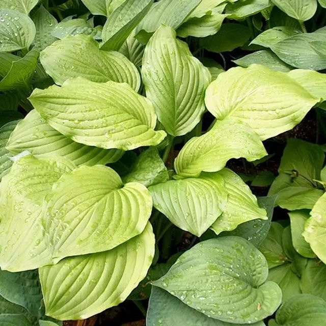 6er Set Arborix Funkie Honeybells Hosta mit duftenden Blüten in Topf, Farbe: Weiß, Lila, Grün, Topfgröße: 9 cm - Bild 1