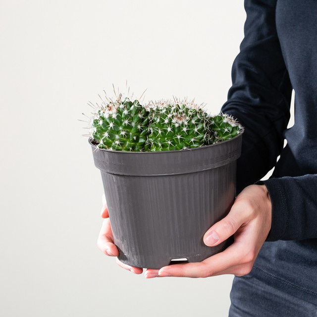 Mammillaria nejapensis Warzen-Kaktus von BLUME2000 - Bild 1