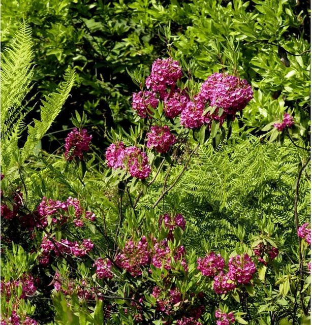 Kalmia angustifolia Rotes Lorbeerröslein von Nr-01.de in Rot, Höhe: 40-50 cm - Bild 1