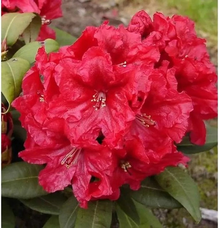 INKARHO Rhododendron Rabatz Alpenrose großblumiger Zierstrauch