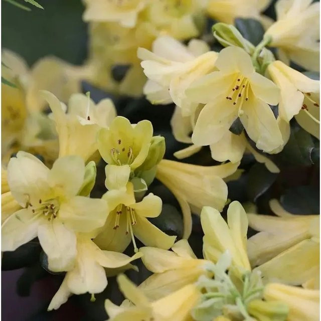 Rhododendron ambiguum Wild Alpenrose Nr-01.de Höhe: 40-50 cm - Bild 1