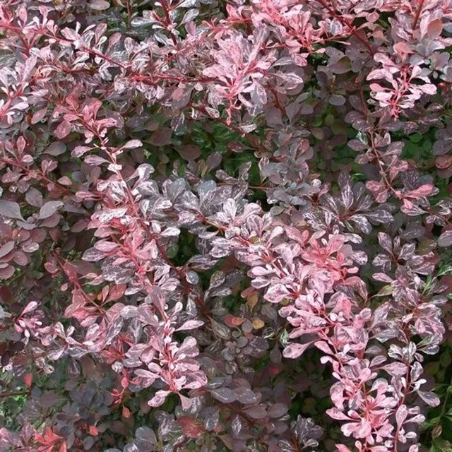 Arborix Berberitze Rose Glow Berberis thunbergii Zierstrauch in Rosa, Höhe: 30 bis 40 cm - Bild 1