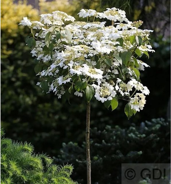 Hochstamm Gefüllter Schneeball Watanabe Viburnum plicatum in Weiß und Weinrot von Nr-01.de - Bild 1