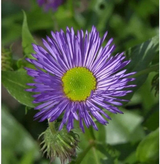 Erigeron Hybrid Feinstrahlaster Dunkelster Aller - Purpurfarbene Beet- und Schnittpflanze von Nr-01.de - Bild 1