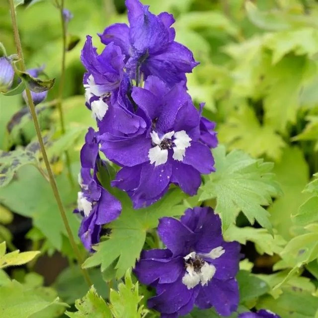 Rittersporn King Arthur Delphinium pacific lila Staudenpflanze für den Garten - Bild 1