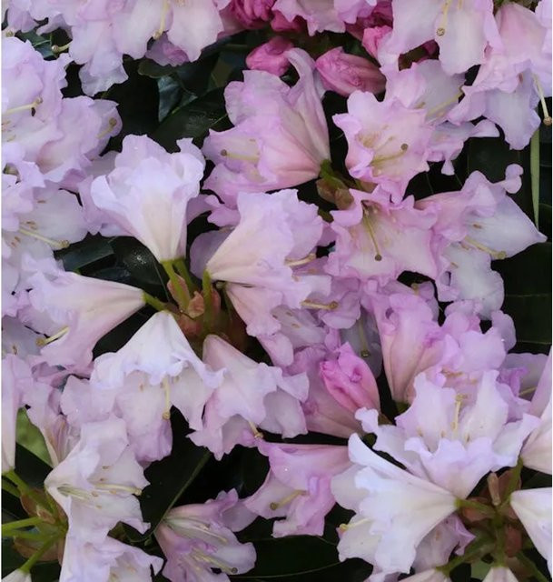 Rhododendron Dufthecke Alpenrose in Rosa, Höhe: 40-50 cm - Bild 1