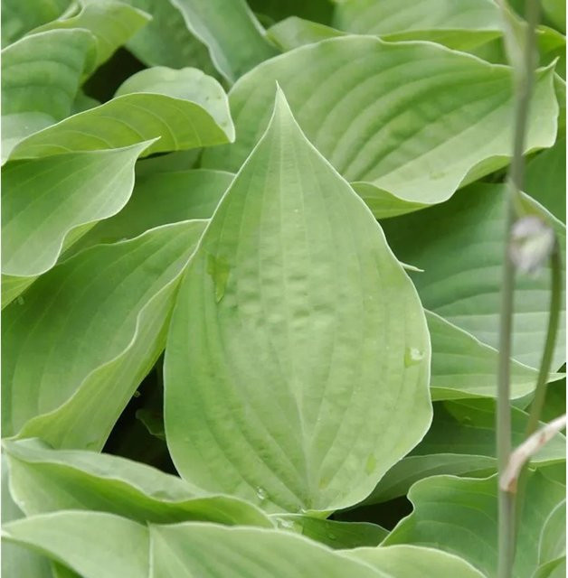 Hosta cultorum Funkie Special Gift grüne Staude für den Garten - Bild 1