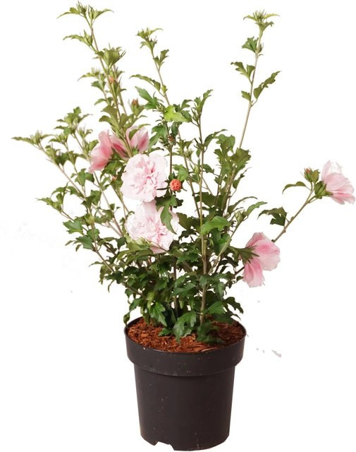 GROW by OBI Hibiskus Pink Chiffon Hibiscus syriacus im Topf, Höhe: 40 cm - Bild 1