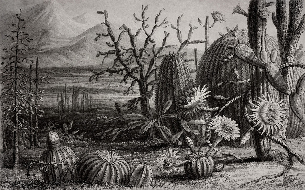 Rebel Walls Mural Cactus Garden Wandtattoo in Grau mit floralem Design - Bild 2