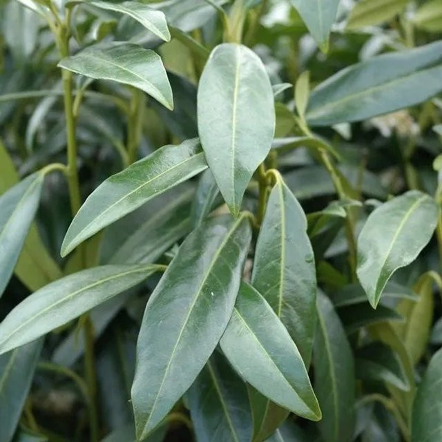 Arborix Kirschlorbeer Herbergii Prunus laurocerasus Immergrüne Heckenpflanze im Container, 40 bis 60 cm Höhe - Bild 1