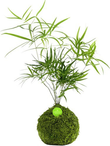 Kibonu Sichelblättriger Zierspargel Asparagus falcatus, Grün, Topfpflanze - Bild 1
