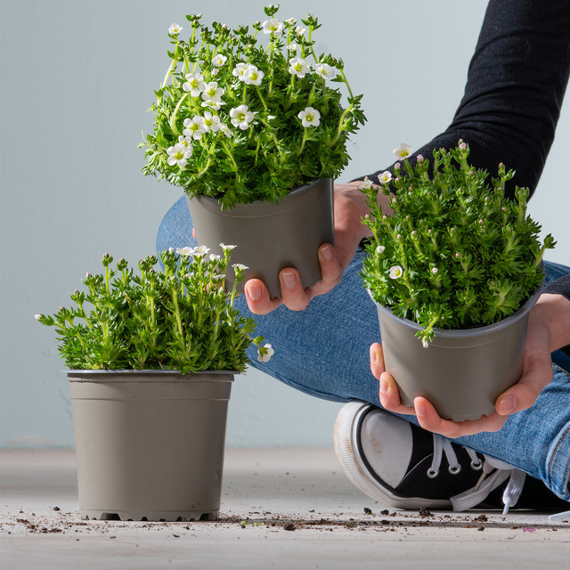 3er Set Steinbrech Weiß Saxifraga x arendsii von BLUME2000 als Gartenstaude für Beete und Balkon - Bild 1