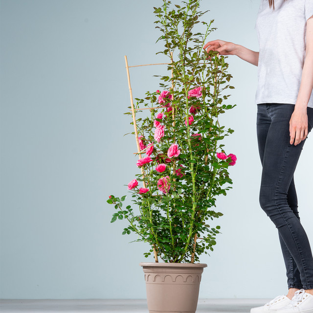 Kletterrose Starlet Eva von BLUME2000 in Rosa - Bild 1