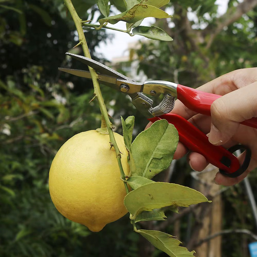 Gartenschere aus Metall in Rot für Bonsai, Obst und Unkraut als manuelles Schneidwerkzeug - Bild 2