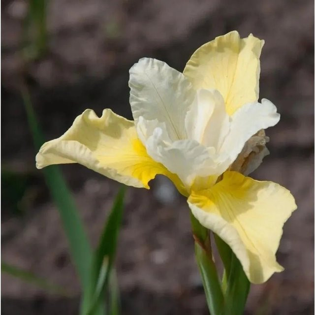 Sibirische Wieseniris Welfenfürstin Iris sibirica als mehrjährige Gartenpflanze - Bild 1