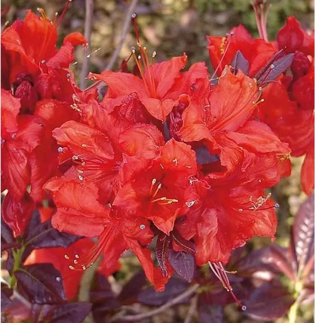 Hochstamm Azalee Royal Command Rhododendron luteum Alpenrose von Nr-01.de, Höhe: 60-80 cm - Bild 1