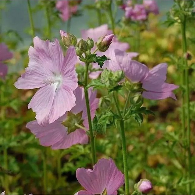 Rosen Malve Fastigiata Malva alcea als winterharte Staude für Garten und Kübel - Bild 1