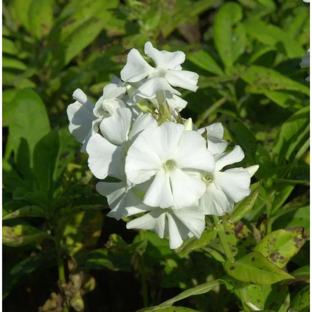 Phlox Paniculata Hohe Flammenblume von Nr-01.de als mehrjährige Beetpflanze und Schnittblume - Bild 1