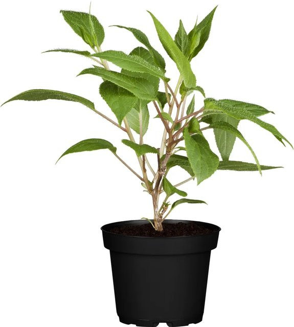 GROW by OBI Bio Weibliche Kiwi Actinidia Super Jumbo im Topf, Höhe: 30 - 40 cm - Bild 1