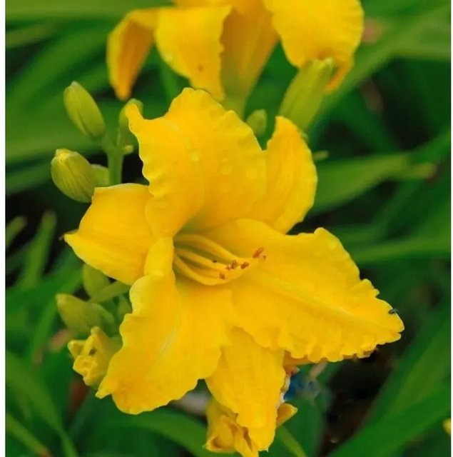 Hemerocallis Taglilie Eenie Weenie als mehrjährige Beetpflanze von Nr-01.de - Bild 1