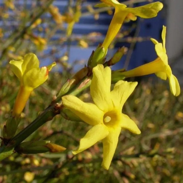 Arborix Winterjasmin Jasminum nudiflorum mit gelben Blüten im Container, Höhe: 50 bis 60 cm - Bild 1
