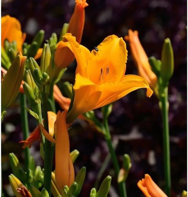Taglilie Lucretius Hemerocallis als mehrjährige Staude für Beet und Garten - Bild 1