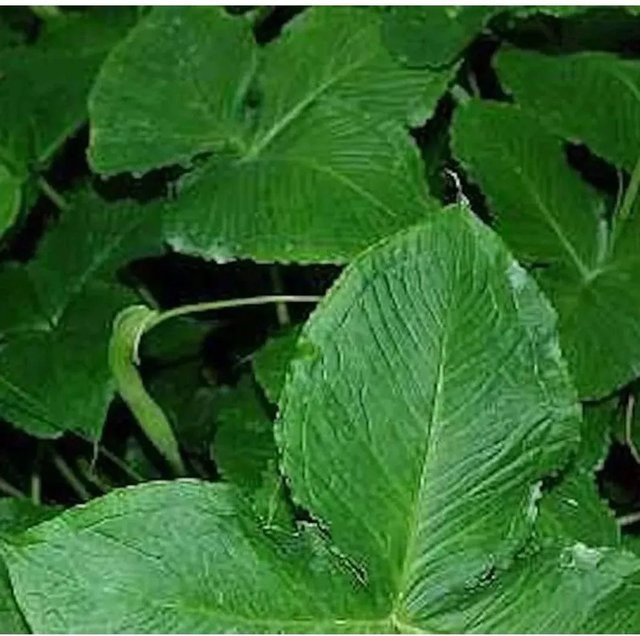 Pinellia tripartita Dreizählige Pinellie Gartenstaude grün - Bild 1