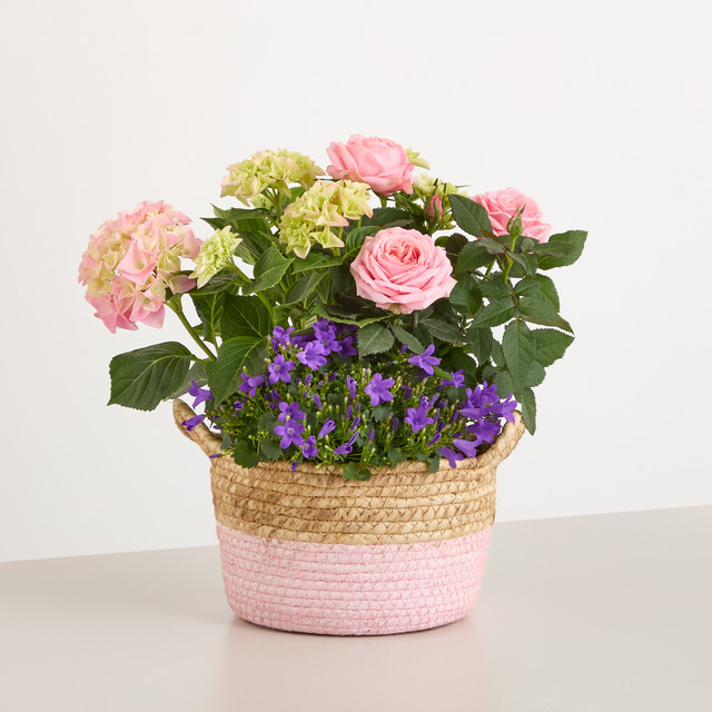 Sommerpracht Blumenkorb von BLUME2000 in Mehrfarbig für Balkon und Außenbereich - Bild 1