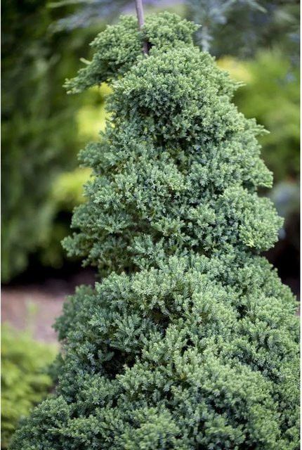 Juniperus Procumbens Nana Kriech-Wacholder als Bodendecker in Grün, Blau und Grau, Höhe: 30 cm - Bild 1