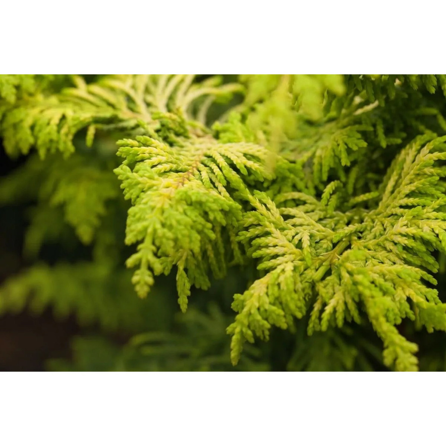 Chamaecyparis Obtusa Hinoki-Scheinzypresse Gold als Zierpflanze für den Garten und Außenbereich, Höhe: 25 cm - Bild 2