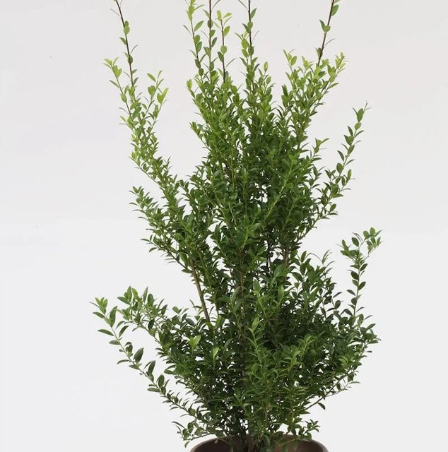 Glänzender Japanischer Ilex Impala Ilex maximowicziana, grün, Höhe: 50-60 cm - Bild 1